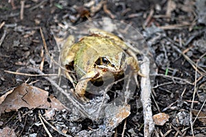 Golden toad in the forest