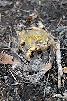 Golden toad in the forest