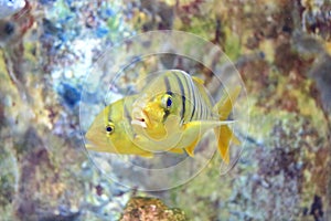 Golden toothless trevally