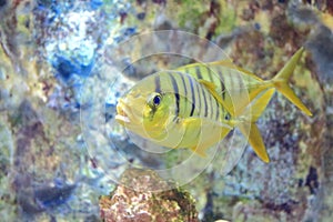 Golden toothless trevally