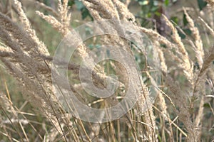 Golden tops of bushgrass swaying in the wind. fluffy panicles of