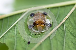 Golden tortoise beetle