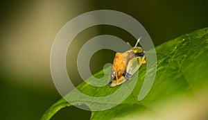 The golden tortoise beetle