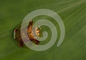 Golden tortoise beetle, Charidotella bicolor, Tamhini Ghat, Pune,