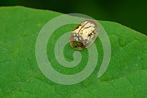 Golden Tortoise Beetle - Charidotella sexpunctata