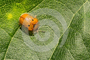 Golden Tortoise Beetle - Charidotella sexpunctata