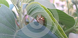golden tortoise beetle & x28;Charidotella sexpunctata& x29;. on green leaves