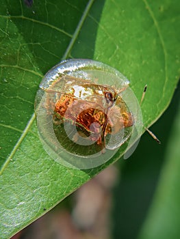 The golden tortoise beetle & x28; Charidotella sexpunctata & x29; is a species of leaf beetle in the Chrysomelidae family.