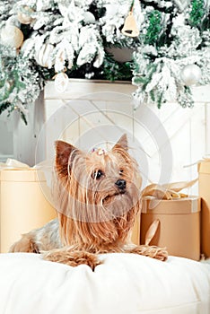 Toy terrier among gift boxes near the Christmas tree