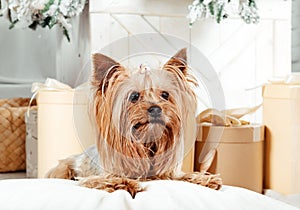 Golden toy terrier among gift boxes near the Christmas tree