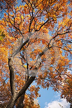 Golden tree in autumn generic scene