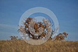 Golden Tree in Autumn Meadow photo