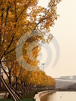 Golden Tree  Autumn in park