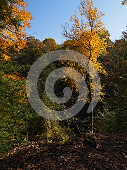 Golden tree in fall standing out from the rest