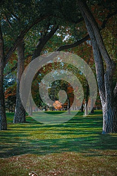 Golden tree focus and framed by tree trunks photo