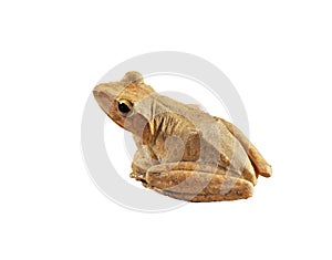 Golden tree frog