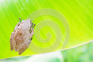 Golden Tree Frog