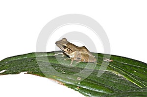 Golden Tree Frog