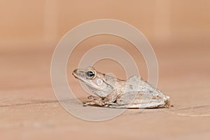 Golden Tree Frog on brown background