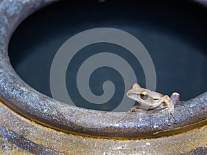 Golden Tree Frog Crouching on The Edge