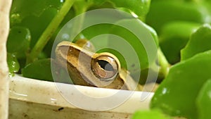 Golden Tree Frog Macro Head And Eye Closeup Static