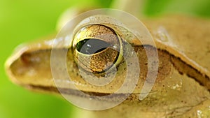 Golden Tree Frog Macro Head And Eye Static Close Up