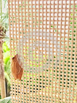 Golden Tree Frog perched