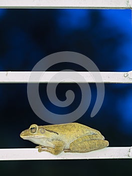 Golden Tree Frog Perched on Steel