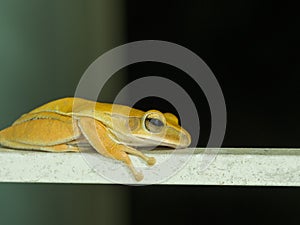 Golden Tree Frog Perched on White Iron