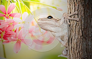 Golden Tree Frog on tree and Rangoon creeper background flowers
