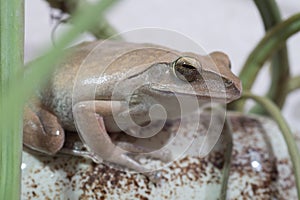 Golden Tree Frog or Yellow Frog in Thailand - Close up - Macro -