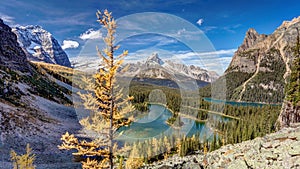 Golden Tree of Lake O`Hara