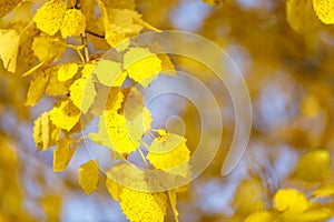 Golden tree leaves in autumn forest