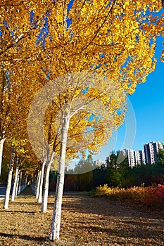 The golden tree leaves sunrise photo