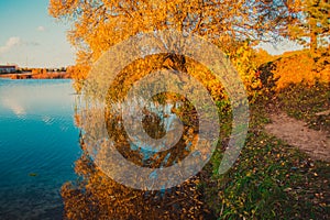 golden tree near water autumn