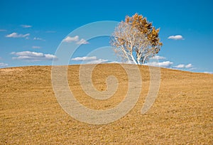 Golden tree on slope