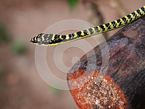 Golden tree snake