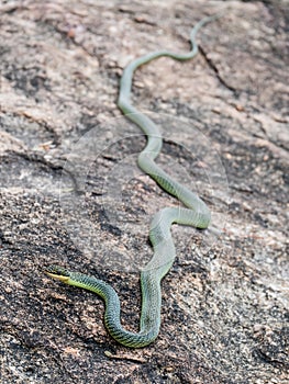 Golden Tree Snake & x28;Chrysopelea ornata& x29;