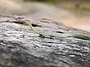 Golden Tree Snake & x28;Chrysopelea ornata& x29;