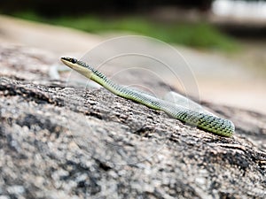 Golden Tree Snake & x28;Chrysopelea ornata& x29;