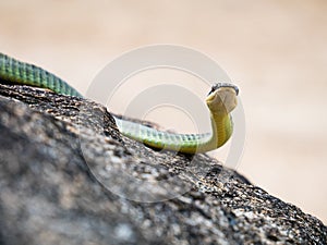 Golden Tree Snake & x28;Chrysopelea ornata& x29;