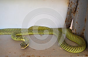 Golden Tree Snake Chrysopelea ornata