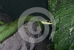 Golden Tree Snake (Chrysopelea ornata)