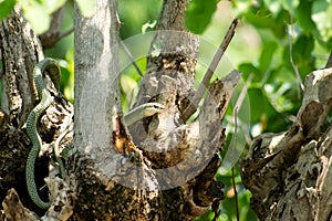 Golden Tree Snake (Chrysopelea ornata)