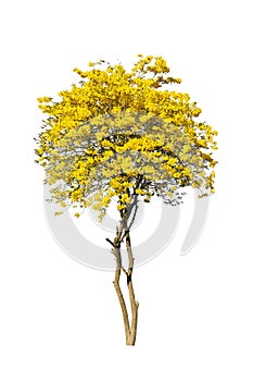 Golden tree, yellow flowers tree, tabebuia isolated on white background