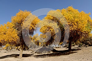 Golden trees in autumn