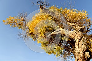 Golden trees in autumn