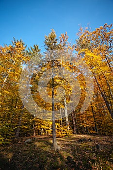 Golden trees in the autumn forest