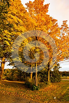 Golden trees of Autumn near Rangeley Maine