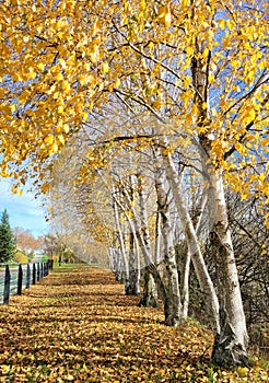 Golden trees in the Castilian countryside, wonderful path